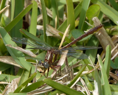 Phanogomphus minutus