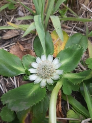 Eryngium humile