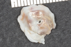 Crepipatella lingulata