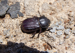 Semanopterus