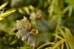 Marchantia polymorpha polymorpha