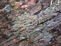 Fuscopannaria leucostictoides