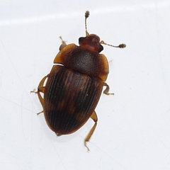 Stelidota geminata