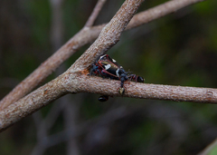 Eurymeloides bicincta