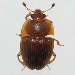 Stelidota geminata