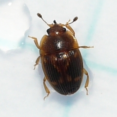 Stelidota geminata