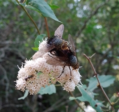 Tachinini