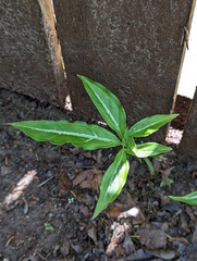 Syngonium angustatum