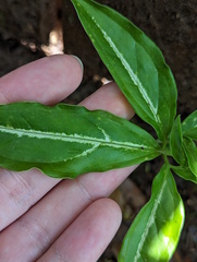 Syngonium angustatum