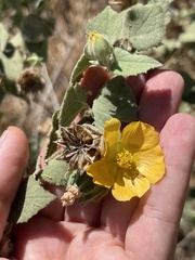 Abutilon californicum