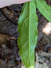 Syngonium angustatum