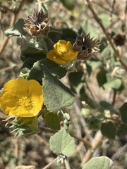 Abutilon californicum