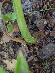 Syngonium angustatum