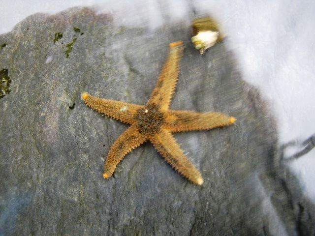 Asterias rollestoni