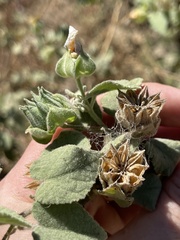 Abutilon californicum