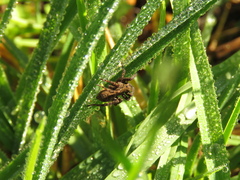 Alopecosa albofasciata