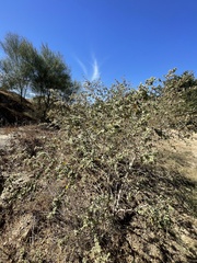 Abutilon californicum