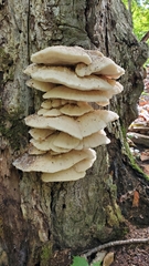 Climacodon septentrionalis