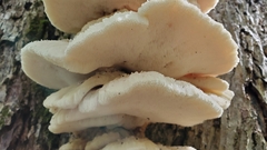 Climacodon septentrionalis