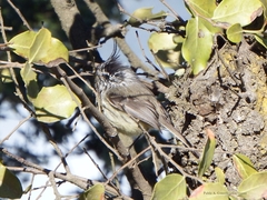 Anairetes parulus parulus