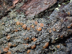 Fuscopannaria leucostictoides