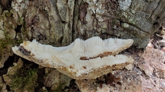 Climacodon septentrionalis