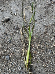 Zostera