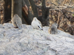 Columbina picui picui