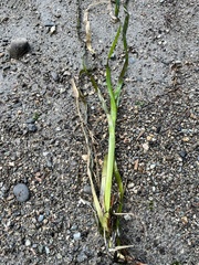 Zostera