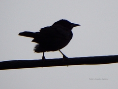 Curaeus curaeus curaeus