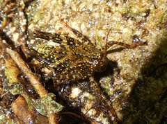 Batrachideinae