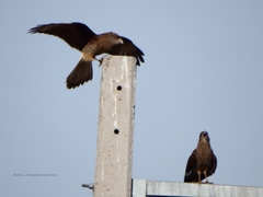 Daptrius chimango chimango