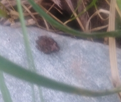 Rhinella arenarum