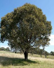 Eucalyptus bosistoana