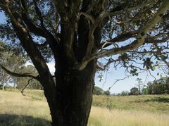 Eucalyptus bosistoana
