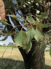 Eucalyptus bosistoana
