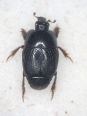 Hypocaccus dimidiatus