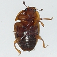 Stelidota geminata