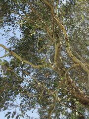 Eucalyptus bosistoana