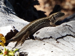 Liolaemus chiliensis