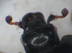 Hypocaccus dimidiatus