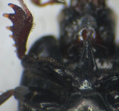 Hypocaccus dimidiatus