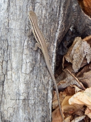 Liolaemus curicensis