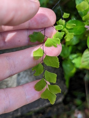 Adiantum aethiopicum