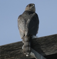 Accipiter cooperii