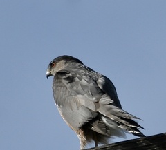 Accipiter cooperii