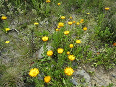 Xerochrysum subundulatum