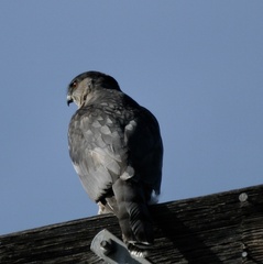 Accipiter cooperii