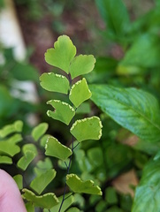Adiantum aethiopicum