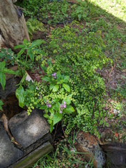 Adiantum aethiopicum
